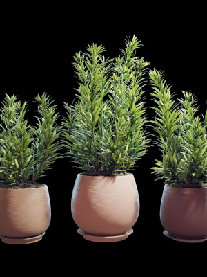 Set of plants  07