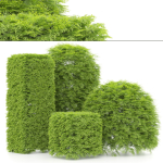 shaped Bush plants V02