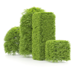 shaped Bush plants V02