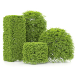shaped Bush plants V02