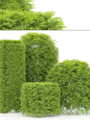 shaped Bush plants V02