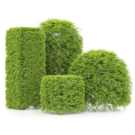 shaped Bush plants V02