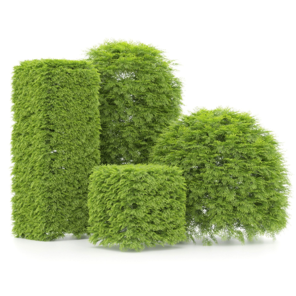 shaped Bush plants V02