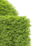 shaped Bush plants V02