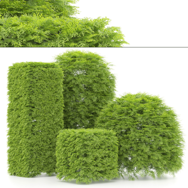shaped Bush plants V02