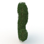 shaped hedge