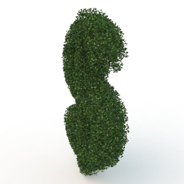 shaped hedge