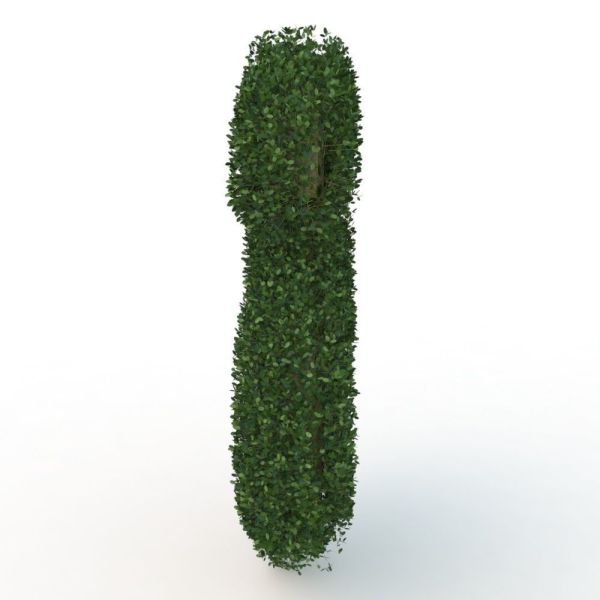 shaped hedge
