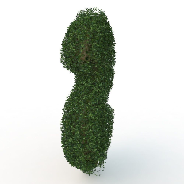 shaped hedge