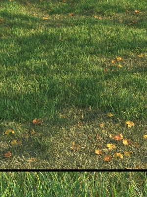 SHORT GRASS11 WITH LEAF