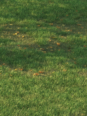 short-grass11-with-leaf-3d-model-51aa54e623