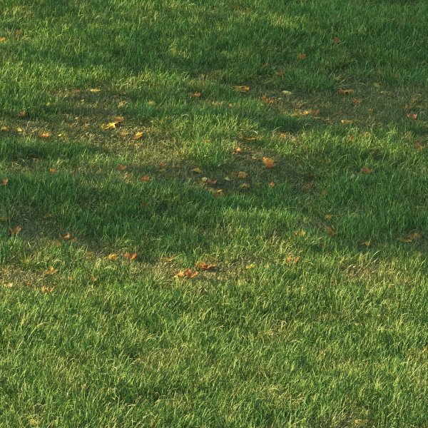 SHORT GRASS11 WITH LEAF