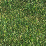 SHORT GRASS11 WITH LEAF