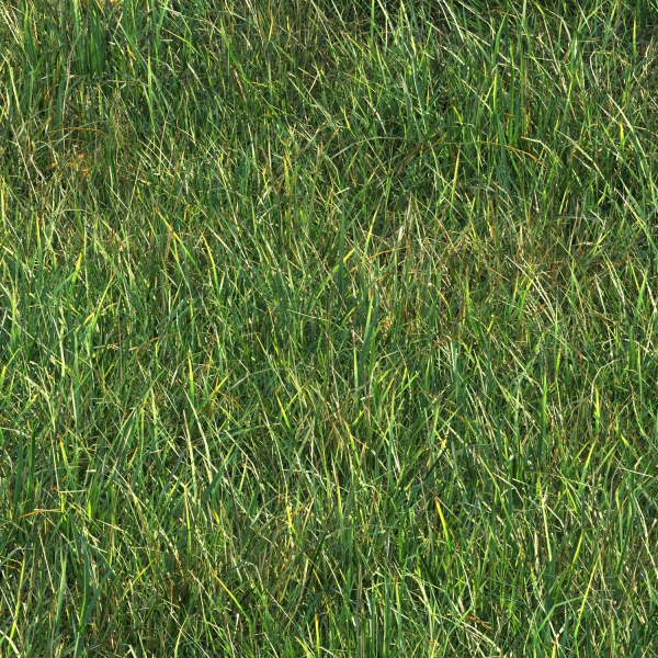 SHORT GRASS11 WITH LEAF