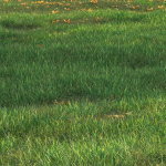 SHORT GRASS11 WITH LEAF