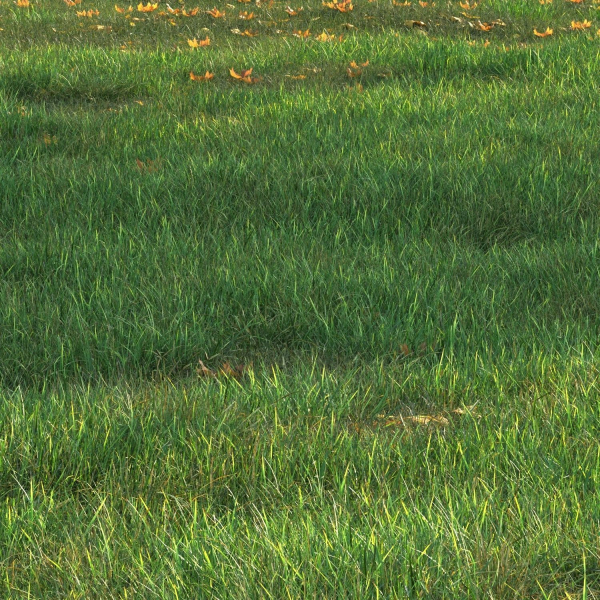 SHORT GRASS11 WITH LEAF