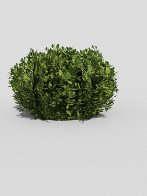 Shrub topiary