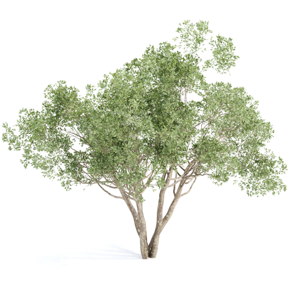 Shrubs Collection vol 241