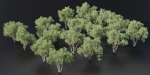 Shrubs Collection vol 241