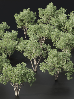 Shrubs Collection vol 241