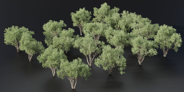 Shrubs Collection vol 241
