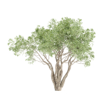 Shrubs Collection vol 241