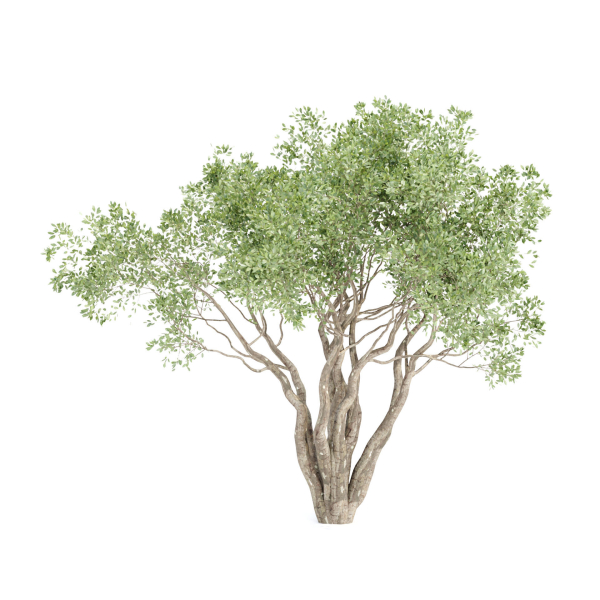 Shrubs Collection vol 241