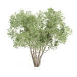 Shrubs Collection vol 241
