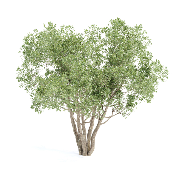Shrubs Collection vol 241