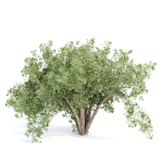 Shrubs Collection vol 241
