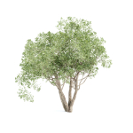 Shrubs Collection vol 241