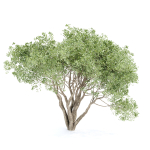 Shrubs Collection vol 241