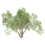 Shrubs Collection vol 241