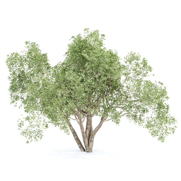 Shrubs Collection vol 241