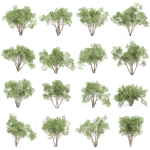 Shrubs Collection vol 241
