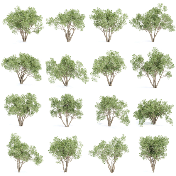 Shrubs Collection vol 241