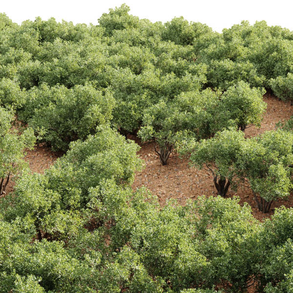 Shrubs Collection vol 241