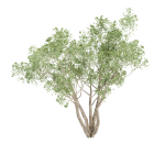 Shrubs Collection vol 241