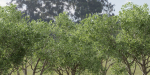 Shrubs Collection vol 241-Blender
