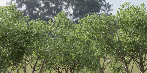 Shrubs Collection vol 241-Blender