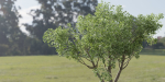Shrubs Collection vol 241-Blender