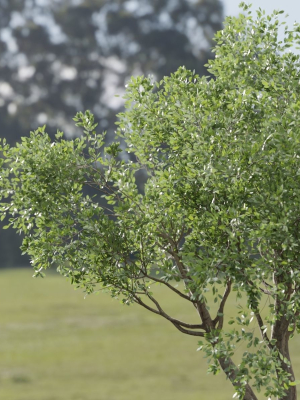 shrubs-collection-vol-241-blender-3d-model-3fbed5bed5