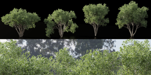 Shrubs Collection vol 241-Blender