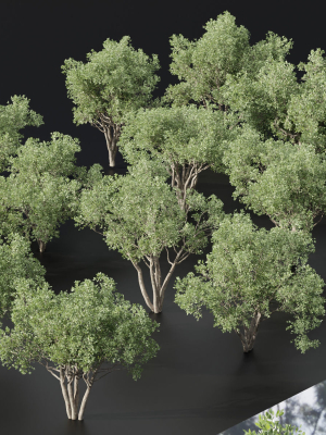 Shrubs Collection vol 241-Blender