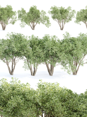 Shrubs Collection vol 242-3DModel