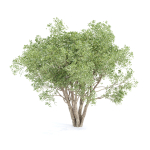 Shrubs Collection vol 242-3DModel