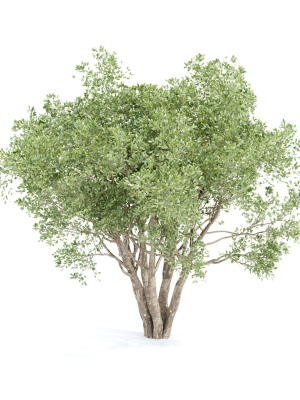 shrubs-collection-vol-242-3dmodel-3d-model-a653a16c63