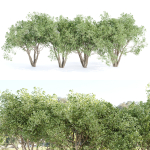 Shrubs Collection vol 242-3DModel