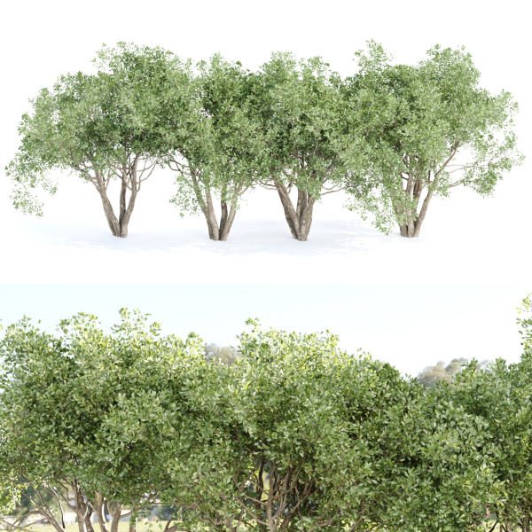 Shrubs Collection vol 242-3DModel