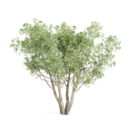 Shrubs Collection vol 242-3DModel